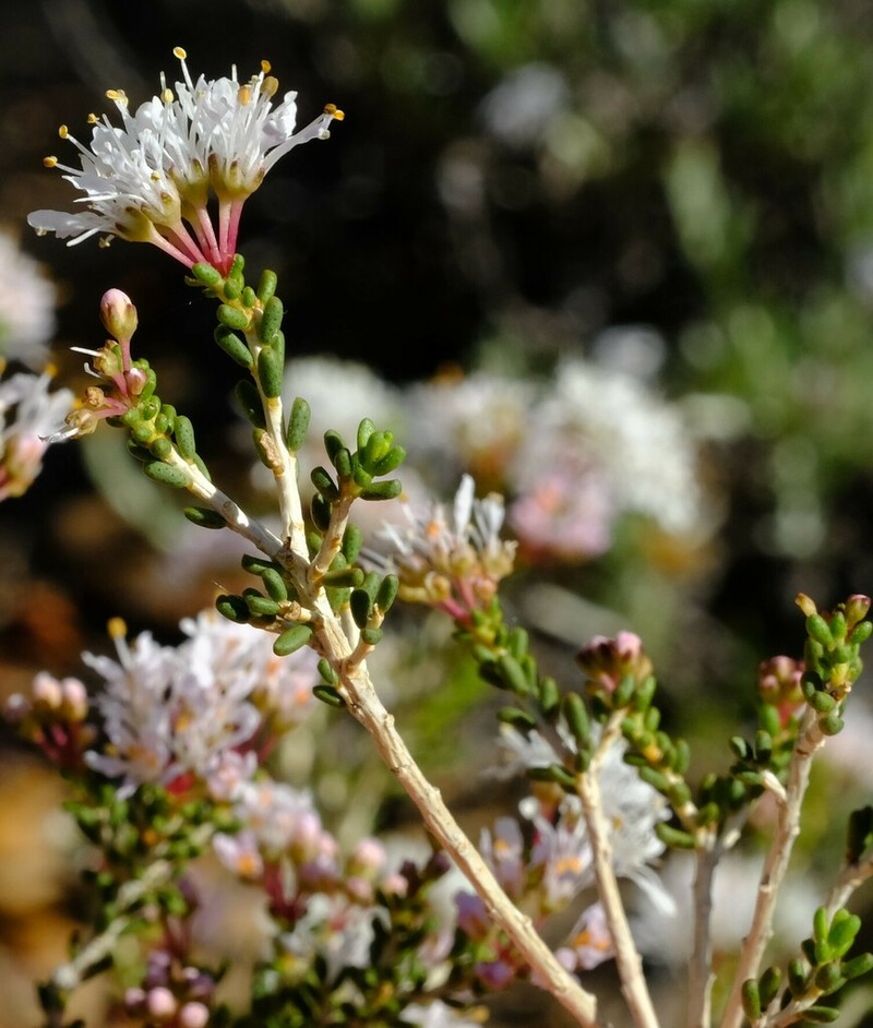 Agathosma crassifolia photo 7