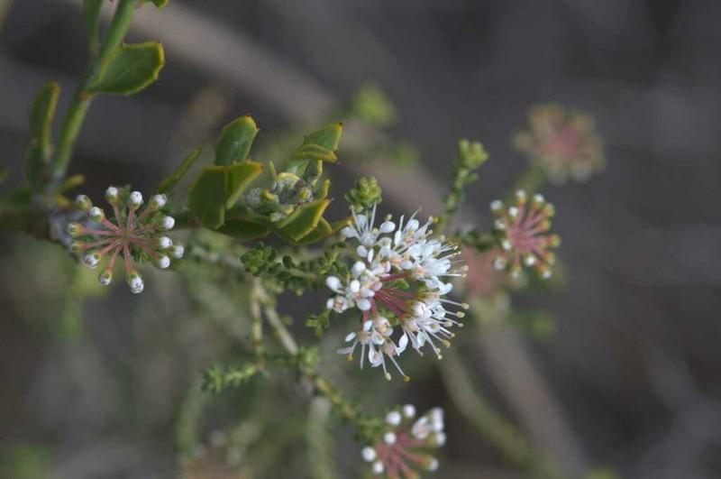 Agathosma crassifolia photo 8