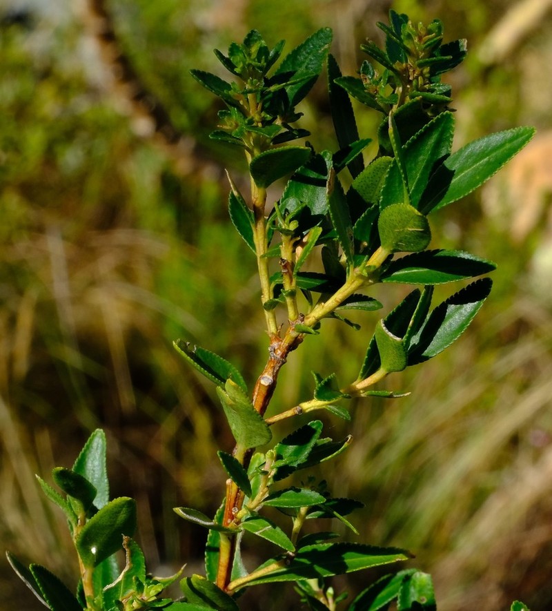 Buchu photo 3