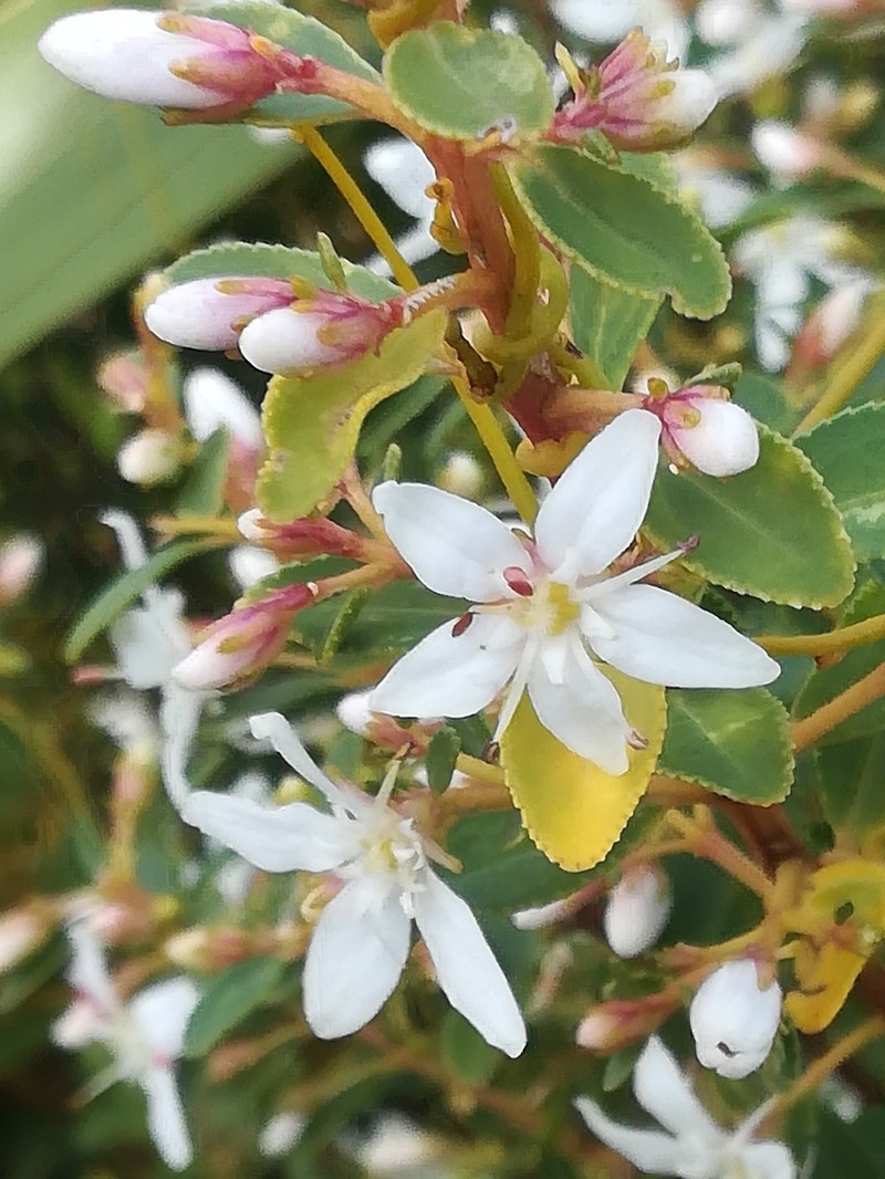 Buchu photo 4