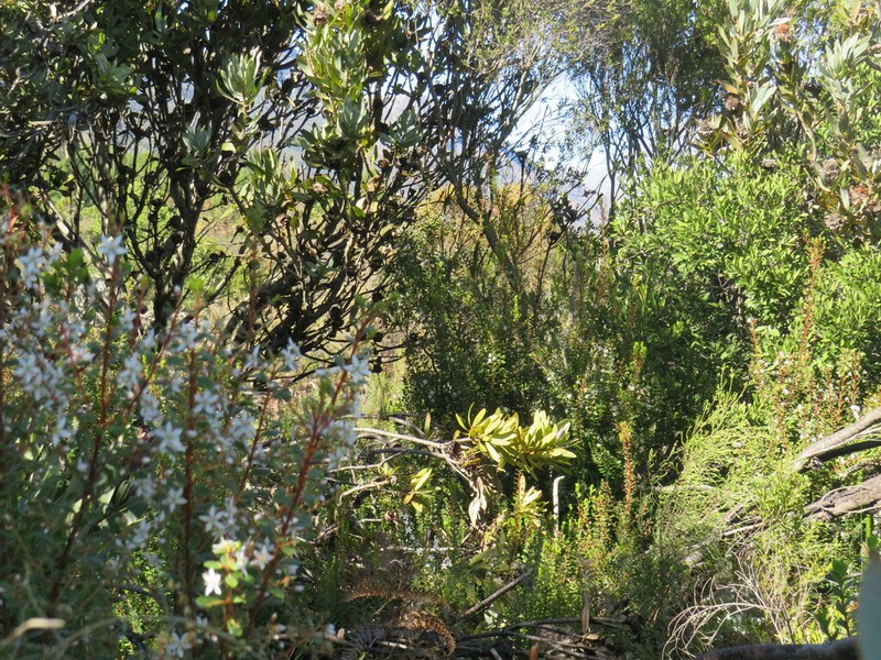 Buchu photo 8