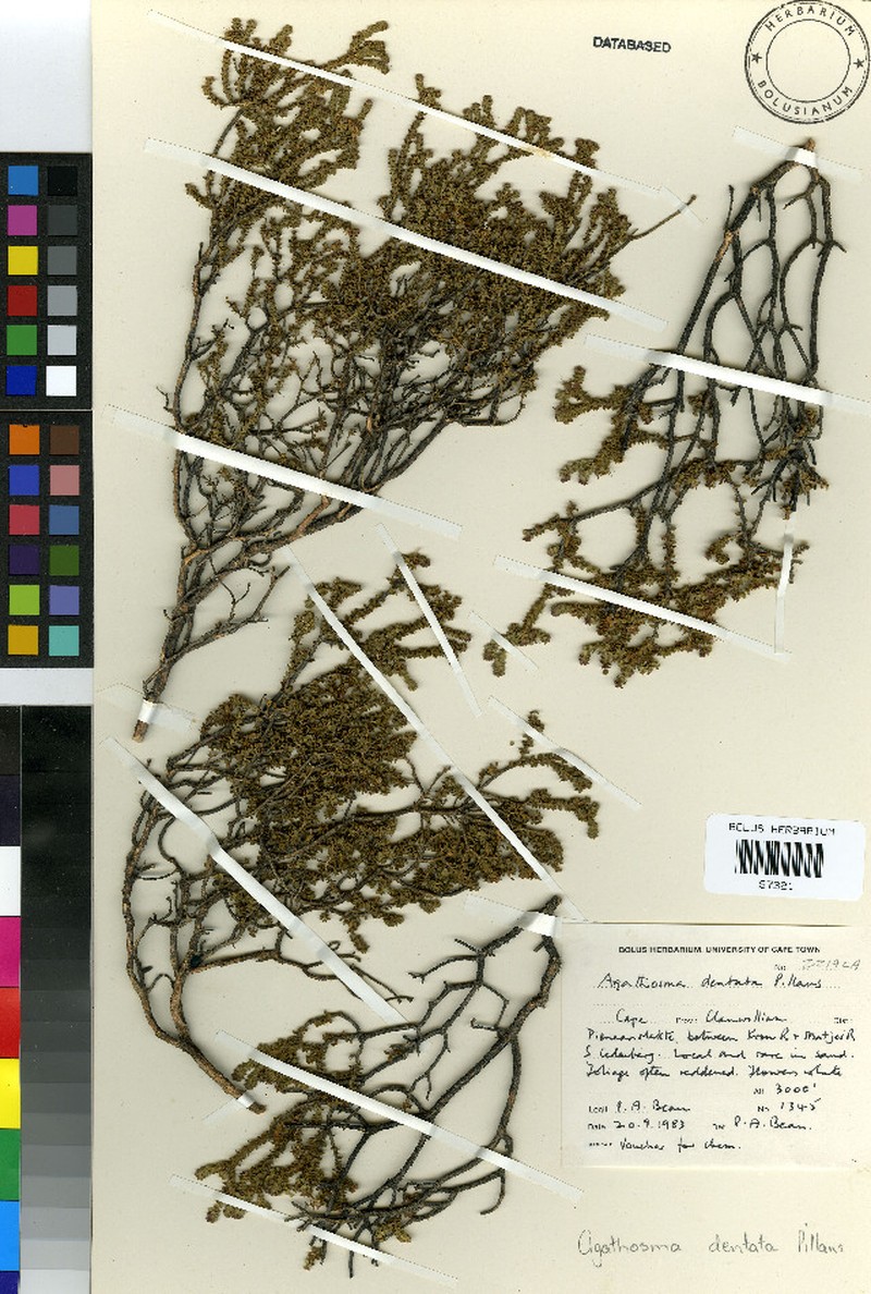 Agathosma dentata
