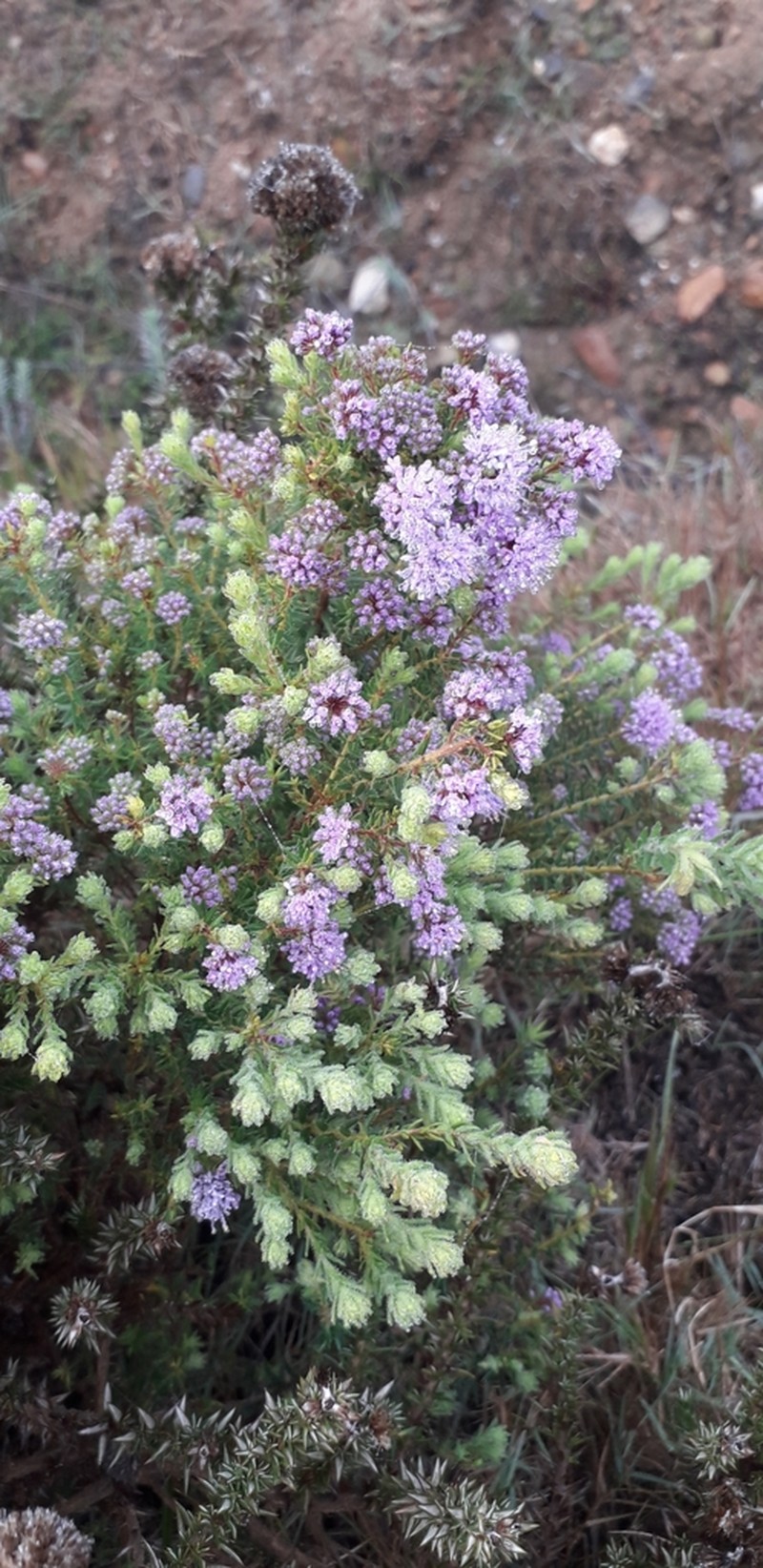 Agathosma dielsiana