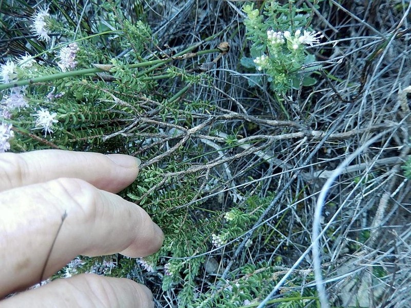 Agathosma dielsiana photo 2