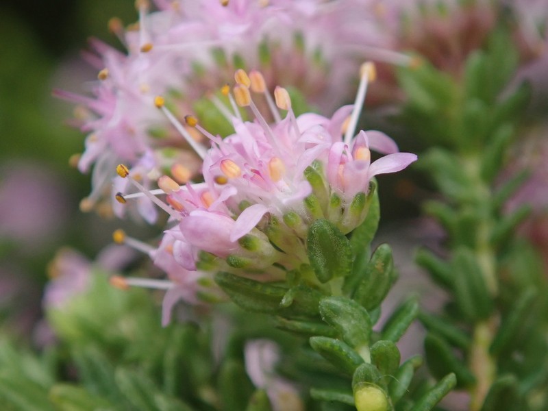Agathosma dielsiana photo 3