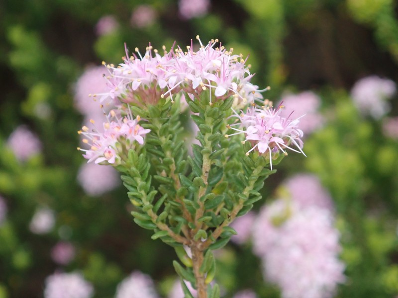 Agathosma dielsiana photo 4