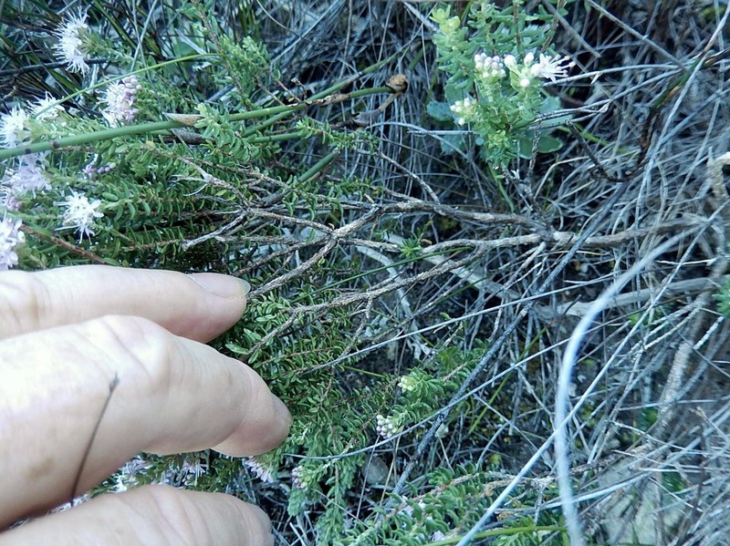 Agathosma dielsiana photo 5