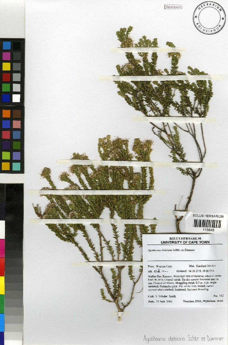 Agathosma dielsiana photo 6