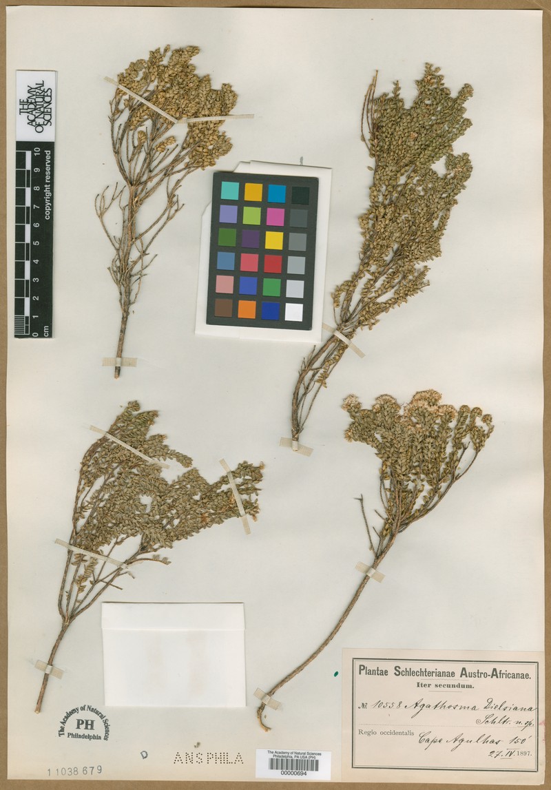 Agathosma dielsiana photo 7
