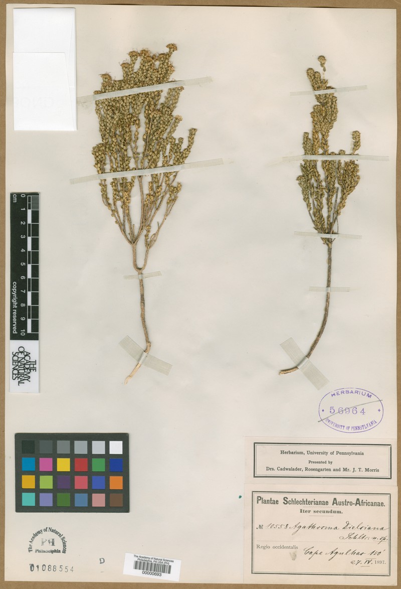 Agathosma dielsiana photo 8