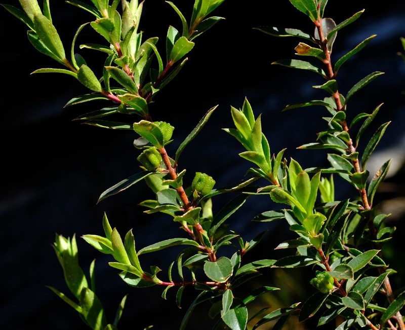 Agathosma distans