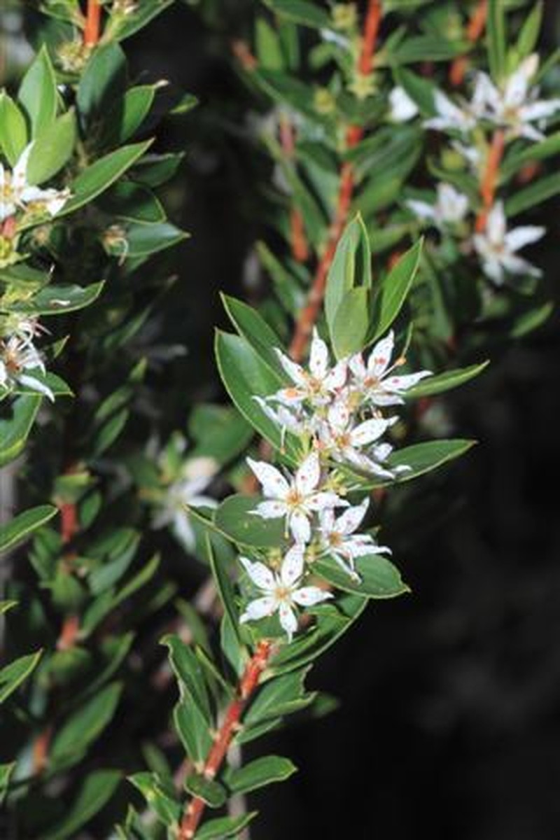 Agathosma distans photo 2