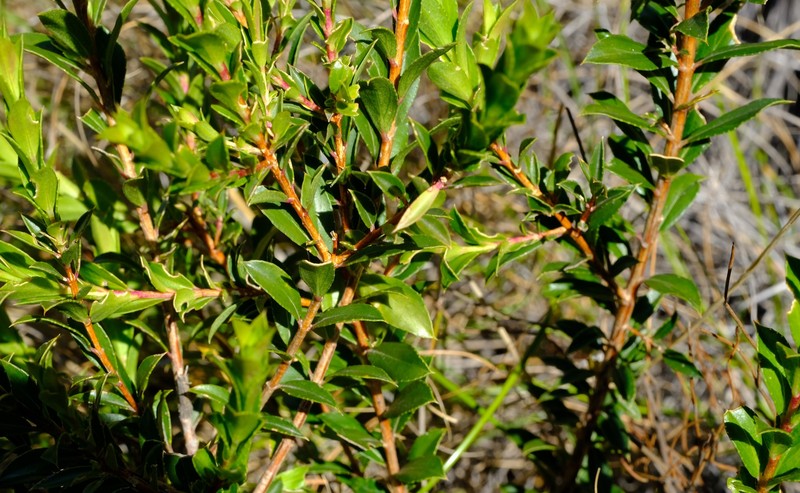 Agathosma distans photo 3