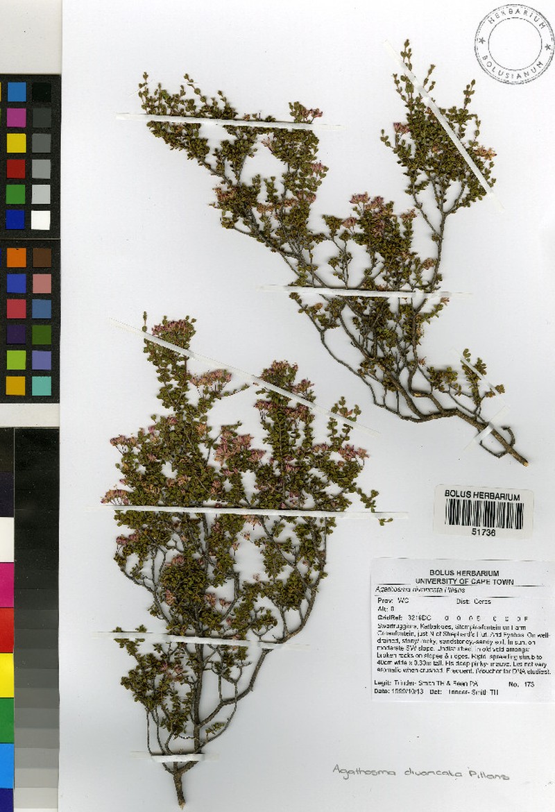 Agathosma divaricata