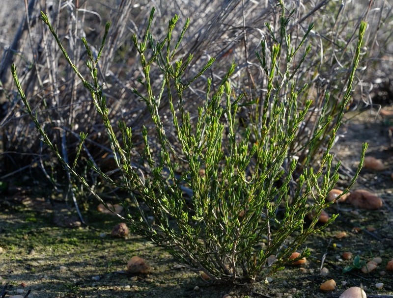Agathosma dregeana