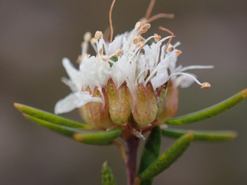 Agathosma dregeana photo 3