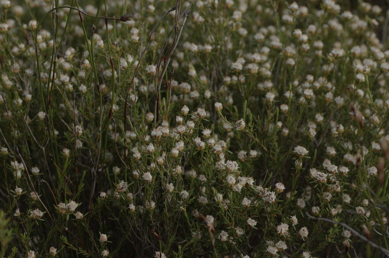 Agathosma dregeana photo 4