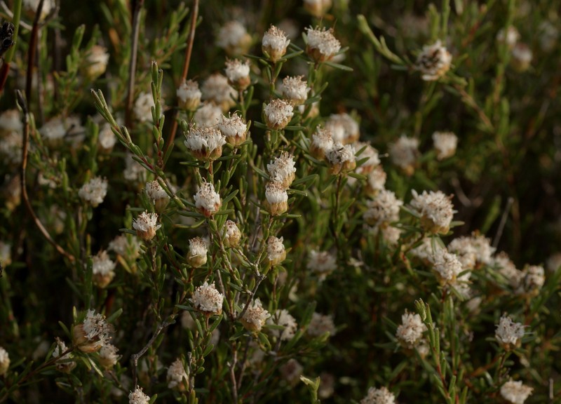 Agathosma dregeana photo 5