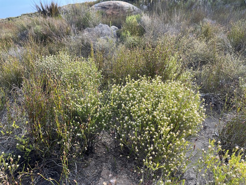 Agathosma dregeana photo 6