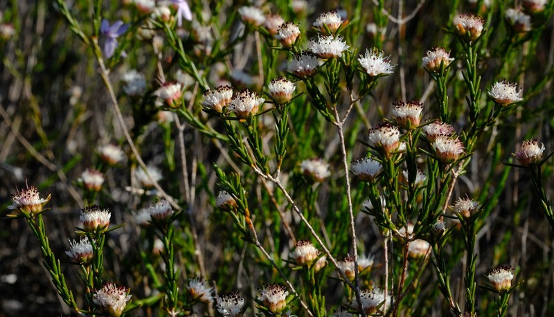 Agathosma dregeana photo 7
