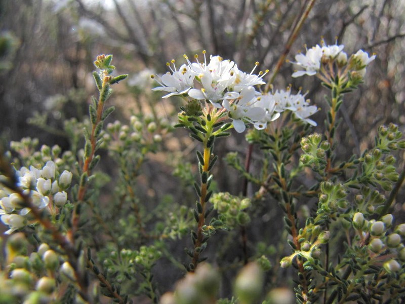 Agathosma elata