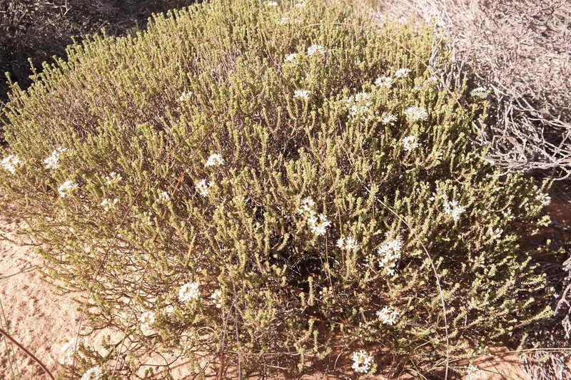 Agathosma elata photo 2