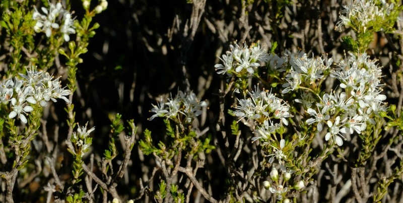 Agathosma elata photo 4