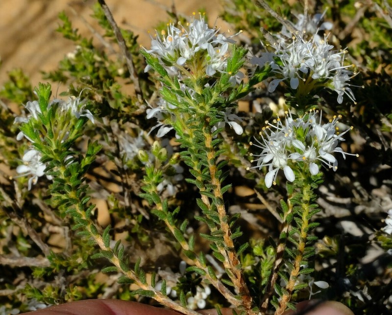 Agathosma elata photo 5