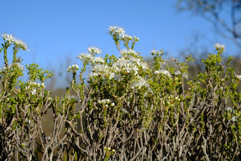 Agathosma elata photo 8