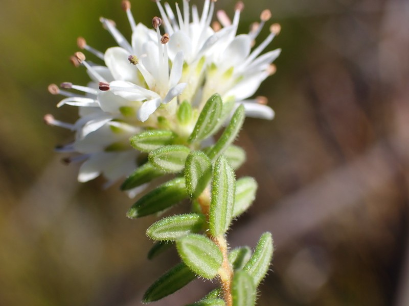 Agathosma elegans