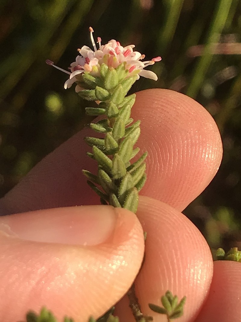 Agathosma elegans photo 2