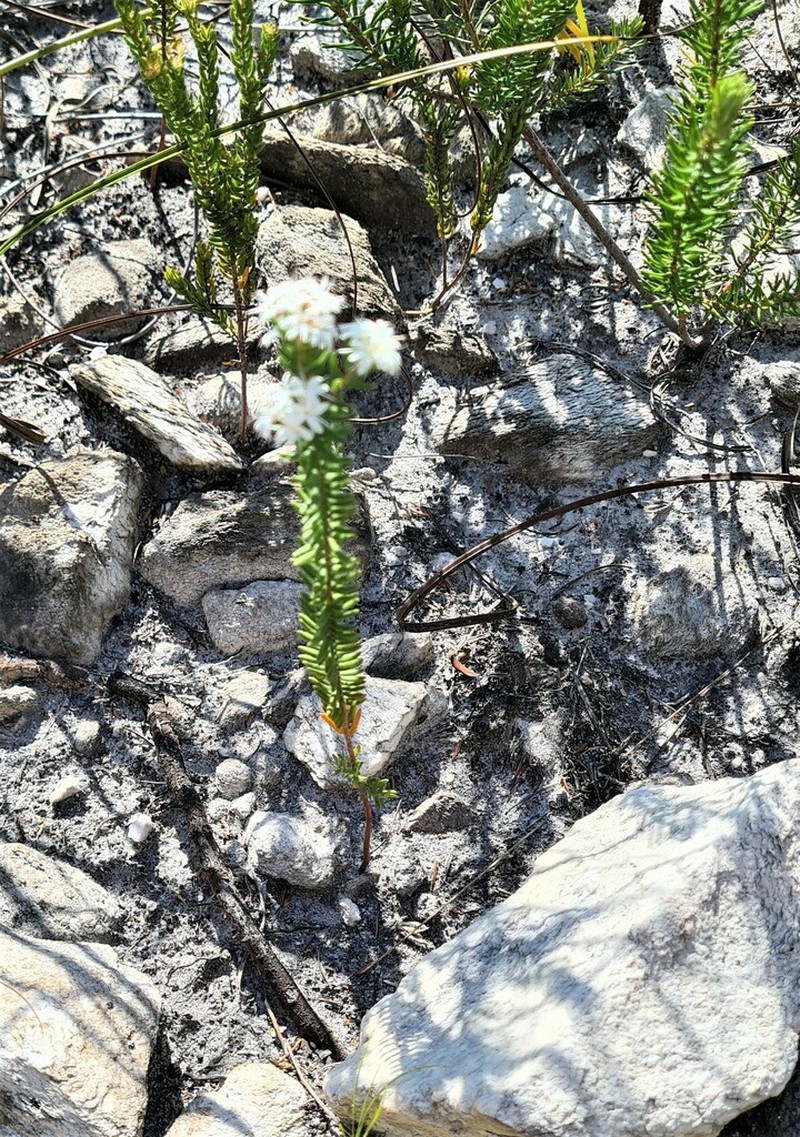 Agathosma elegans photo 3