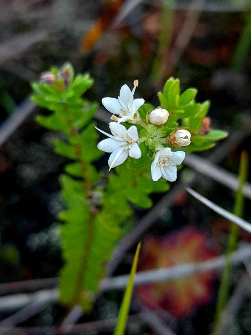 Agathosma elegans photo 4