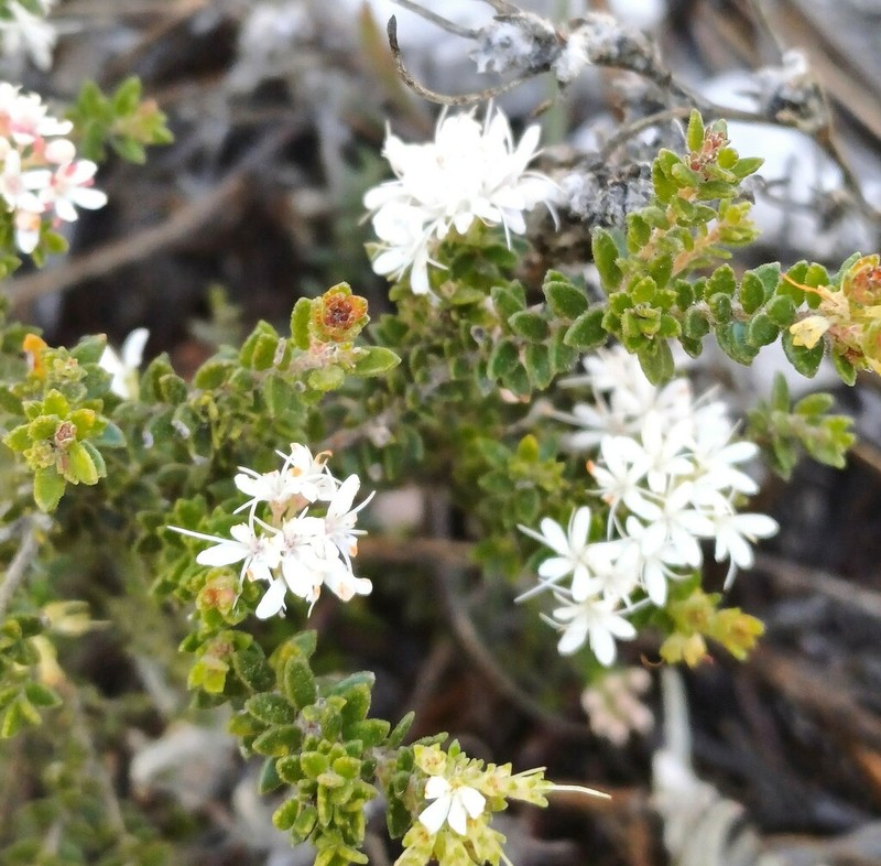 Agathosma elegans photo 5