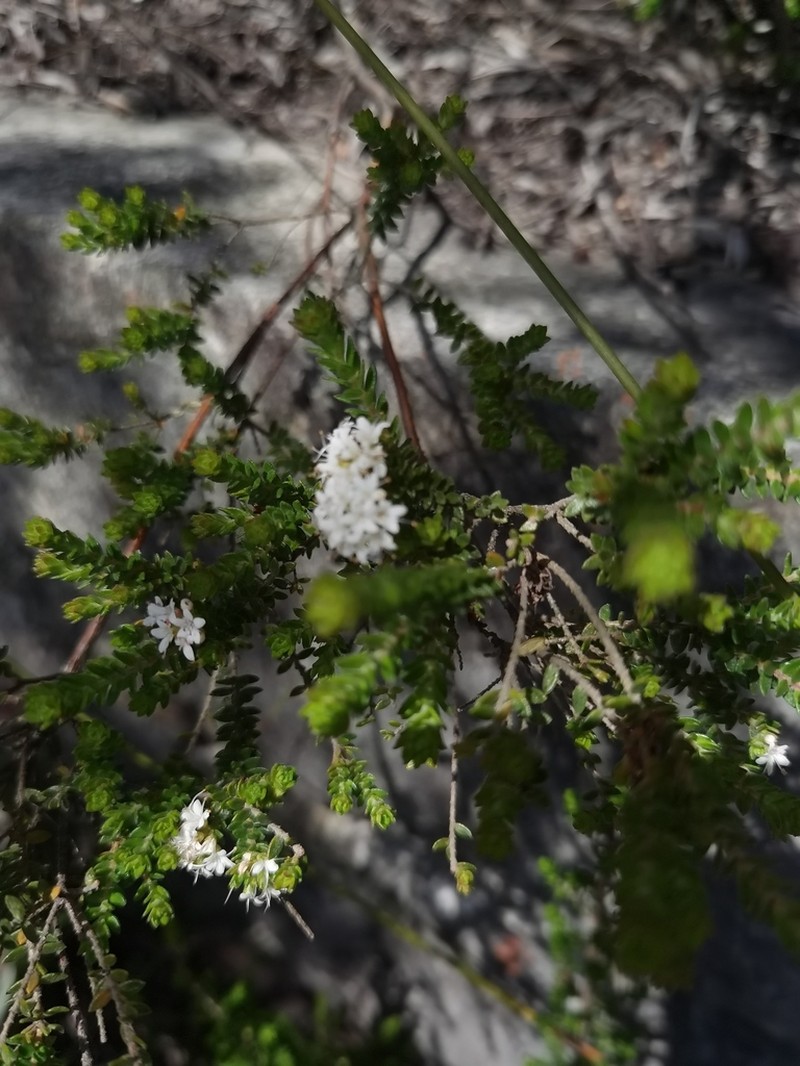 Agathosma elegans photo 6