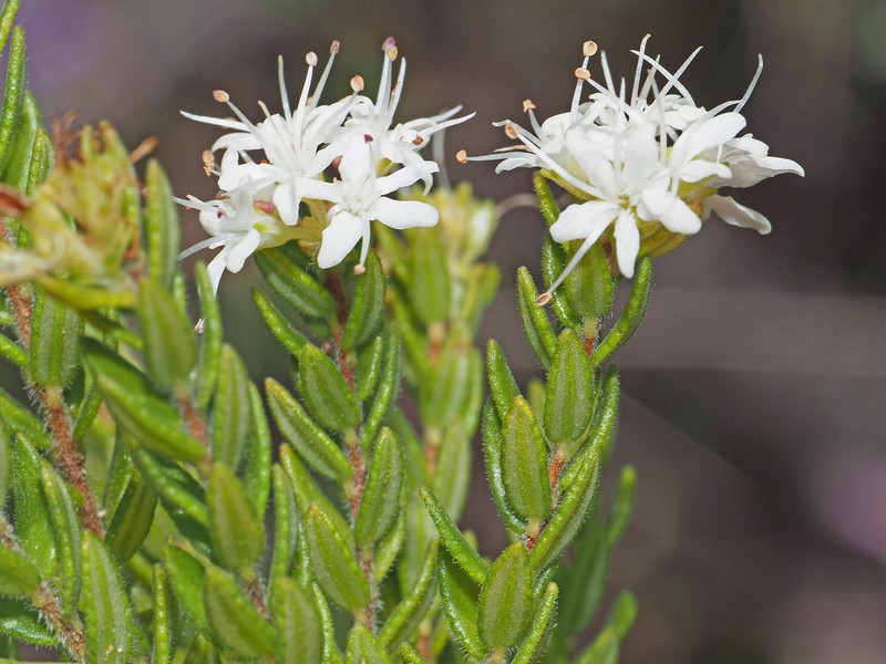 Agathosma elegans photo 7