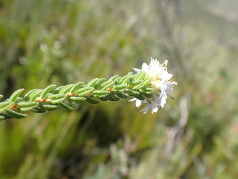 Agathosma elegans photo 8