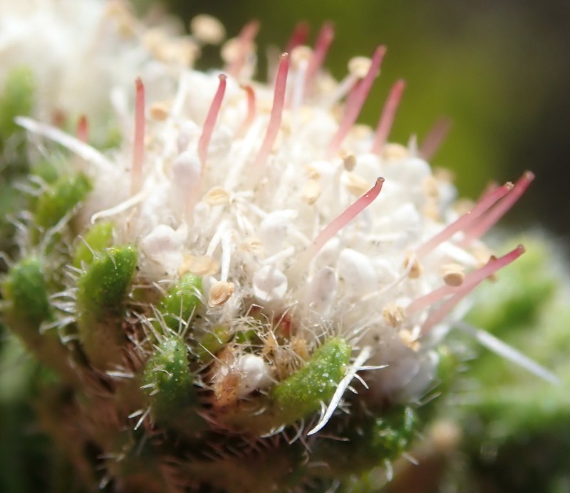 Agathosma eriantha