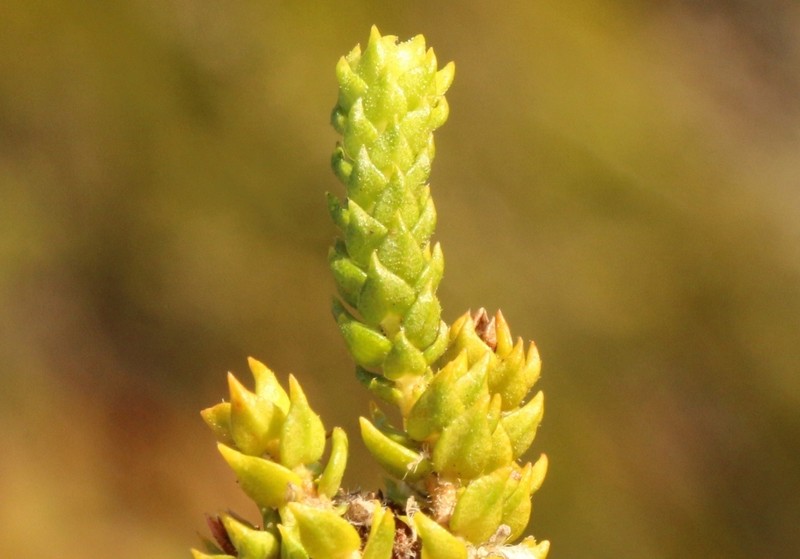 Agathosma eriantha photo 2