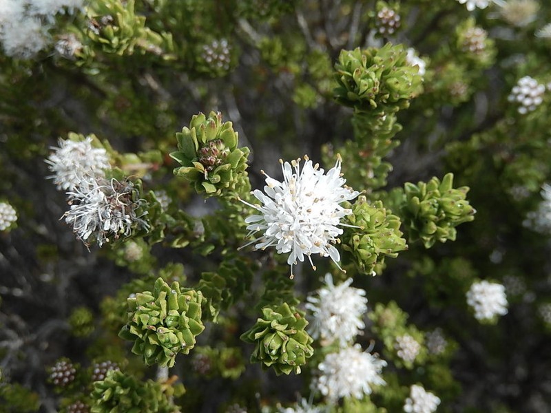 Agathosma eriantha photo 3