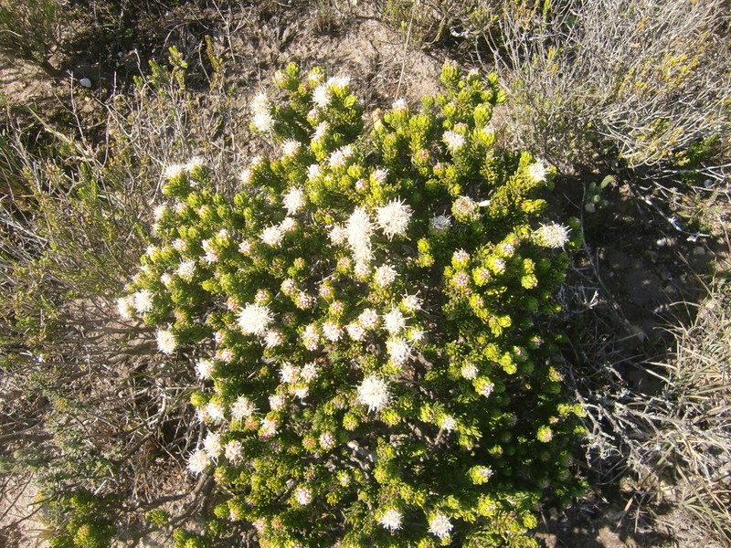 Agathosma eriantha photo 4