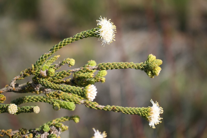 Agathosma eriantha photo 6