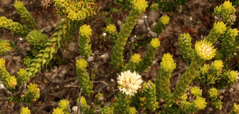 Agathosma eriantha photo 7