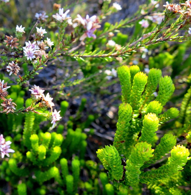 Agathosma eriantha photo 8
