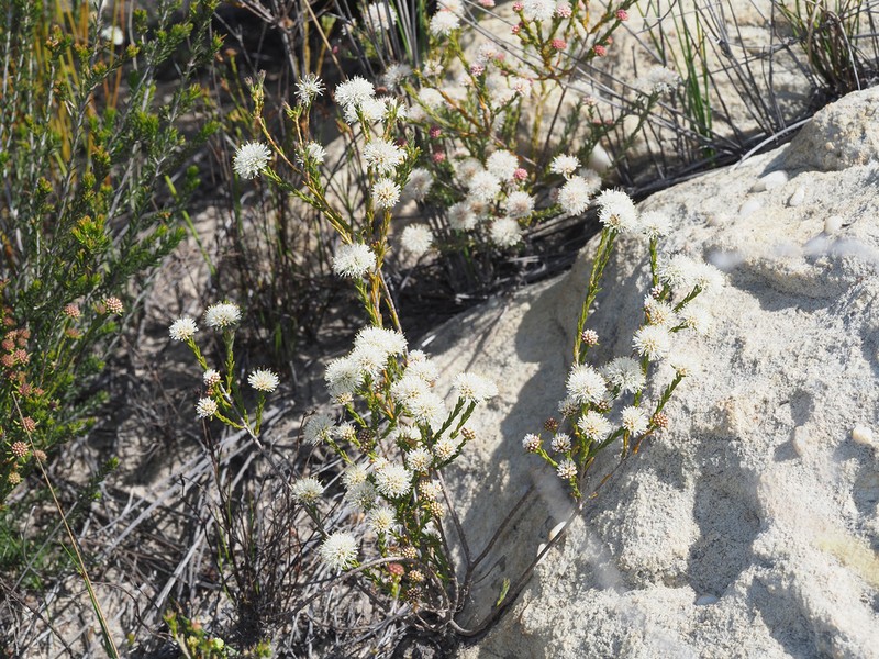 Agathosma esterhuyseniae