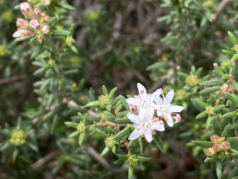 Agathosma foetidissima