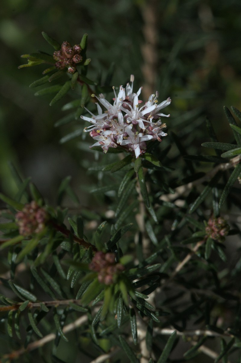 Agathosma foetidissima photo 2
