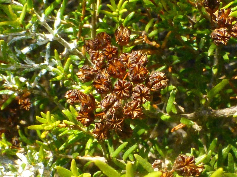 Agathosma foetidissima photo 3