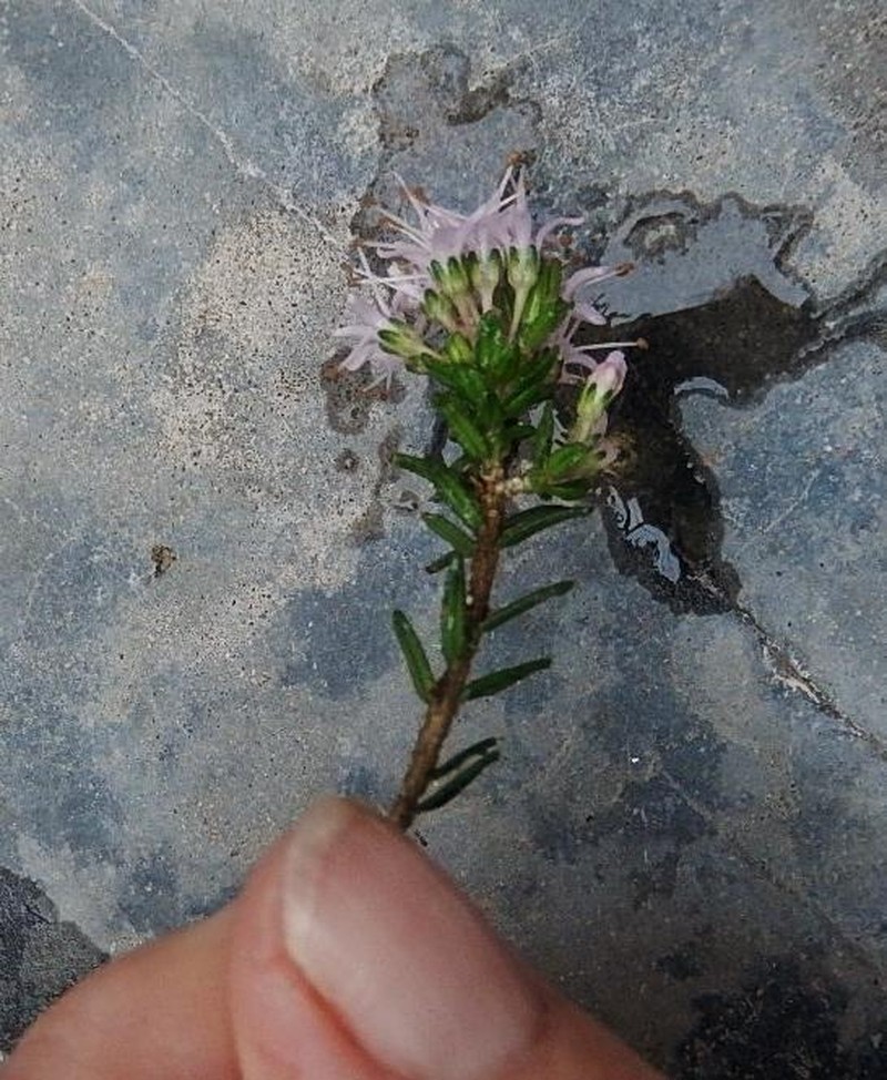 Agathosma foetidissima photo 4