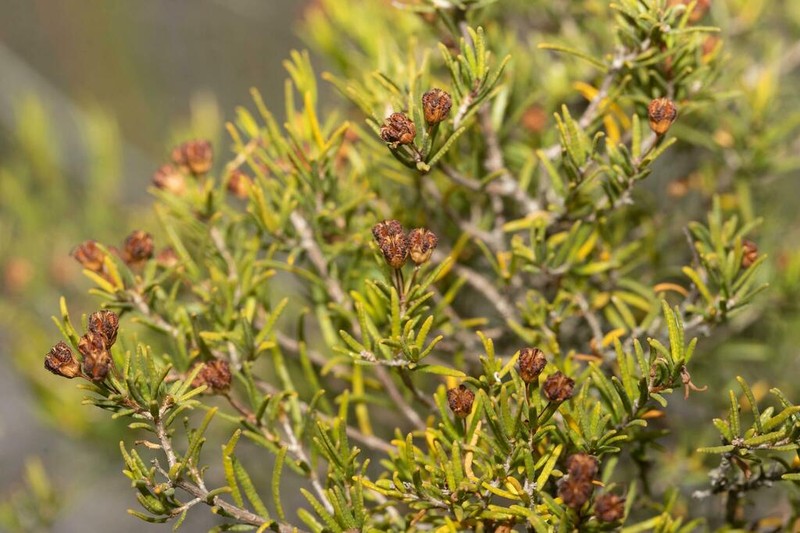 Agathosma foetidissima photo 6